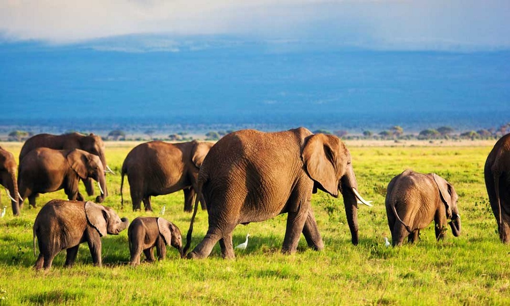 Tsavo National Park Tour